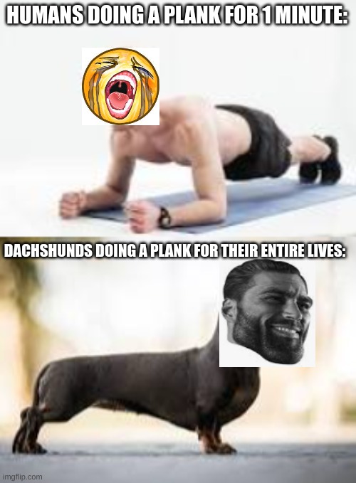 Dachshunds are legends. | HUMANS DOING A PLANK FOR 1 MINUTE:; DACHSHUNDS DOING A PLANK FOR THEIR ENTIRE LIVES: | image tagged in funny,memes,giga chad,fun,blank white template,relatable | made w/ Imgflip meme maker