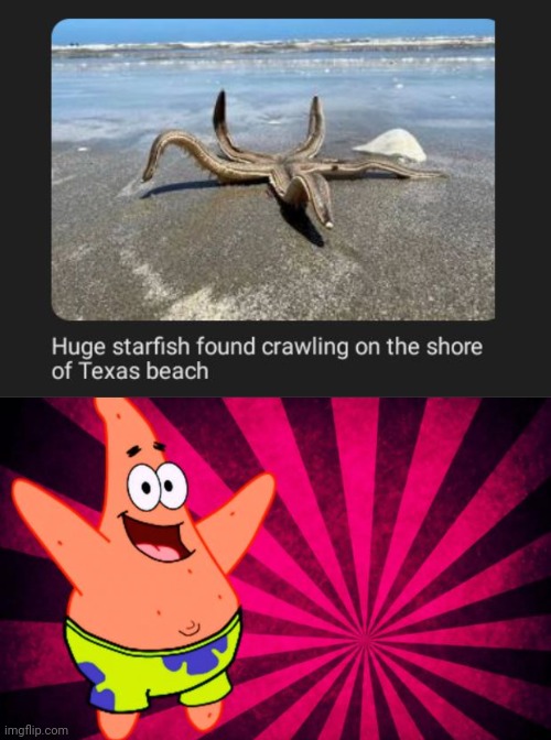 Huge starfish | image tagged in happy patrick star,starfish,texas,memes,beach,crawling | made w/ Imgflip meme maker