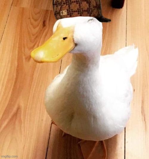SMILE DUCK | image tagged in smile duck | made w/ Imgflip meme maker