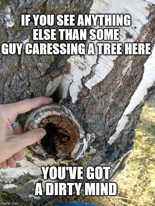 Our associations are our own responsibility. Weirdos. | IF YOU SEE ANYTHING ELSE THAN SOME GUY CARESSING A TREE HERE; YOU'VE GOT A DIRTY MIND | image tagged in hand,birch,tree,associations,dirty mind | made w/ Imgflip meme maker