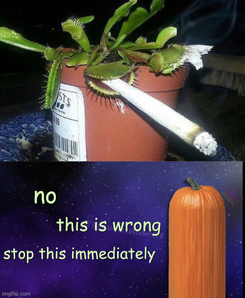 Meme #2,583 | image tagged in pumpkin facts,plants,cigarettes,cursed image,memes,funny | made w/ Imgflip meme maker