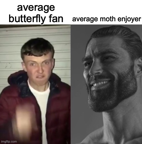 moths on top | average moth enjoyer; average butterfly fan | image tagged in average fan vs average enjoyer | made w/ Imgflip meme maker
