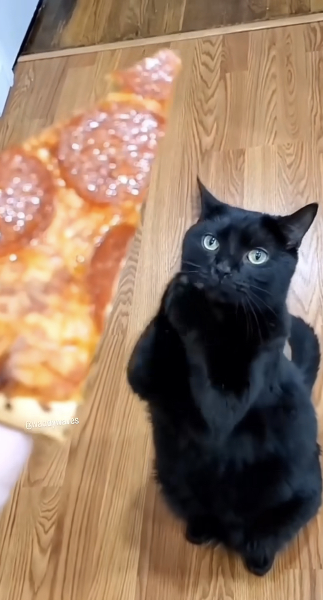 High Quality Pizza cat Blank Meme Template