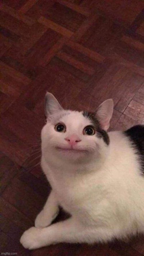 Polite cat | image tagged in polite cat | made w/ Imgflip meme maker