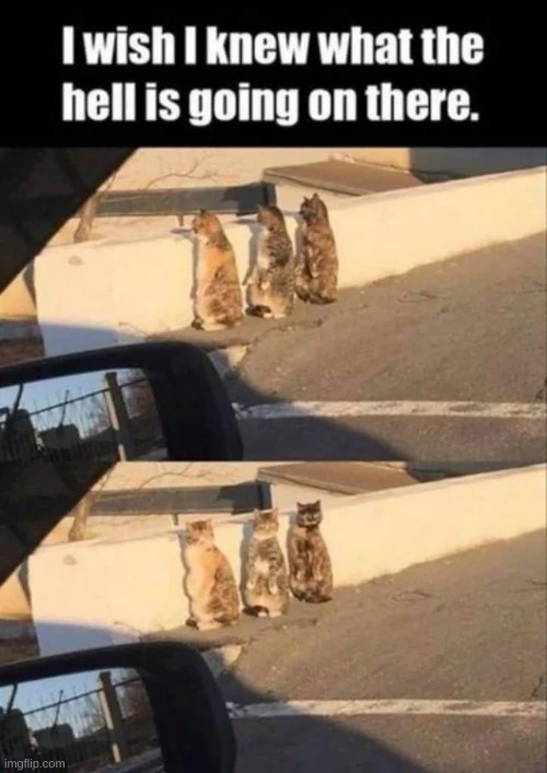 Butch and the gang | image tagged in funny,memes,cats,animals,funny memes,cute | made w/ Imgflip meme maker