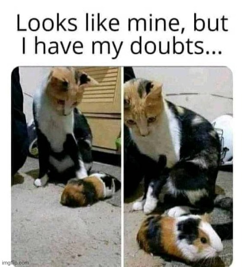 I might need a pawternity test... | image tagged in funny,memes,animals,cats,cute,wholesome | made w/ Imgflip meme maker