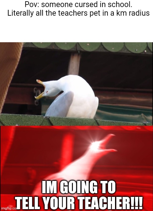 Screaming bird | Pov: someone cursed in school.
Literally all the teachers pet in a km radius; IM GOING TO TELL YOUR TEACHER!!! | image tagged in screaming bird | made w/ Imgflip meme maker