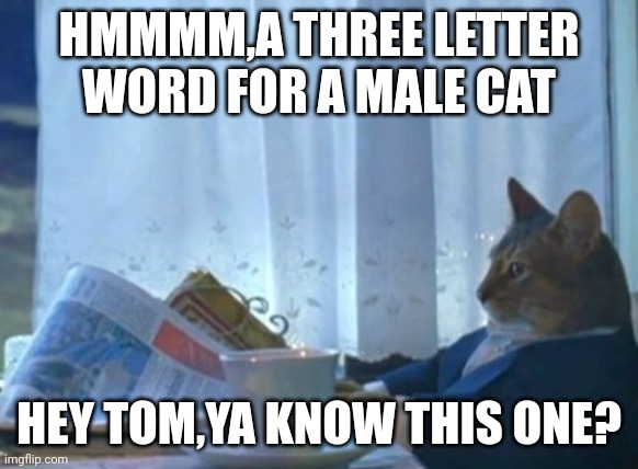 I Should Buy A Boat Cat Meme | HMMMM,A THREE LETTER WORD FOR A MALE CAT; HEY TOM,YA KNOW THIS ONE? | image tagged in memes,i should buy a boat cat | made w/ Imgflip meme maker