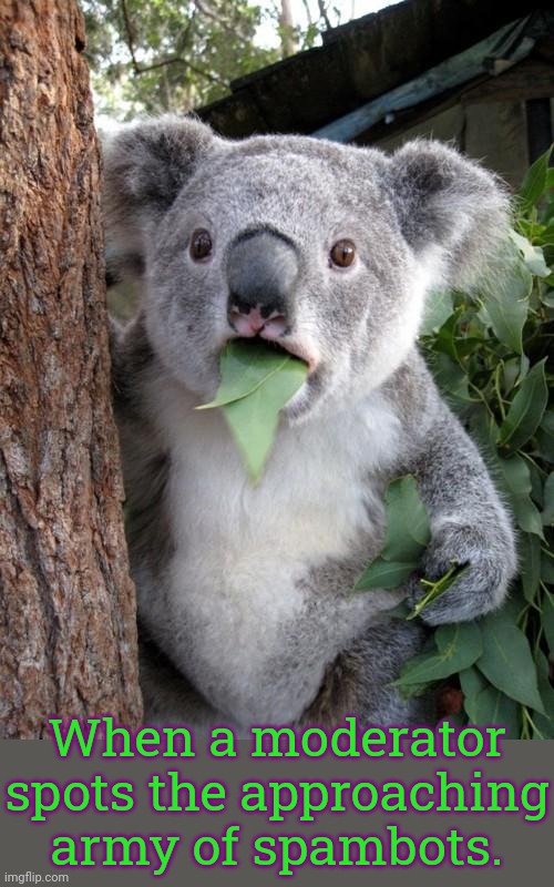We're busy at the moment... | When a moderator spots the approaching army of spambots. | image tagged in memes,surprised koala,bad day at work,make it stop | made w/ Imgflip meme maker