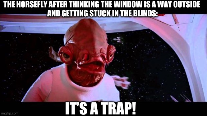 It's a trap  | THE HORSEFLY AFTER THINKING THE WINDOW IS A WAY OUTSIDE 
AND GETTING STUCK IN THE BLINDS:; IT’S A TRAP! | image tagged in it's a trap | made w/ Imgflip meme maker