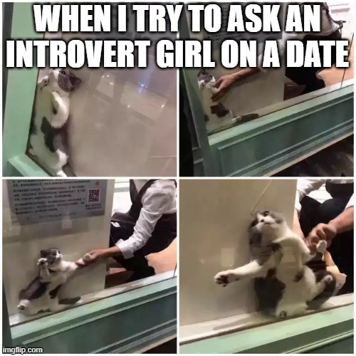 Introverts | WHEN I TRY TO ASK AN INTROVERT GIRL ON A DATE | image tagged in introvert cat,relationships,dating,cats,introverted | made w/ Imgflip meme maker