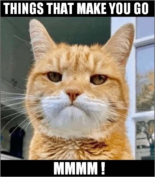One Suspicious Cat ! | THINGS THAT MAKE YOU GO; MMMM ! | image tagged in suspicious cat,song lyrics | made w/ Imgflip meme maker