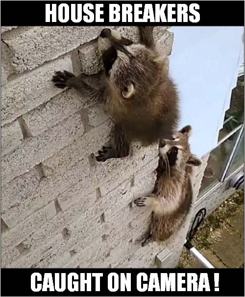 They're Wearing Masks ! | HOUSE BREAKERS; CAUGHT ON CAMERA ! | image tagged in raccoon,house breaking,caught in the act | made w/ Imgflip meme maker
