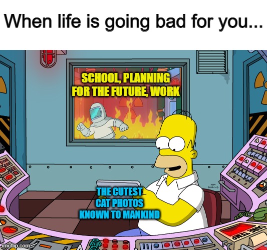 Cat photos help me with stress :) | When life is going bad for you... SCHOOL, PLANNING FOR THE FUTURE, WORK; THE CUTEST CAT PHOTOS KNOWN TO MANKIND | image tagged in homer simpson | made w/ Imgflip meme maker