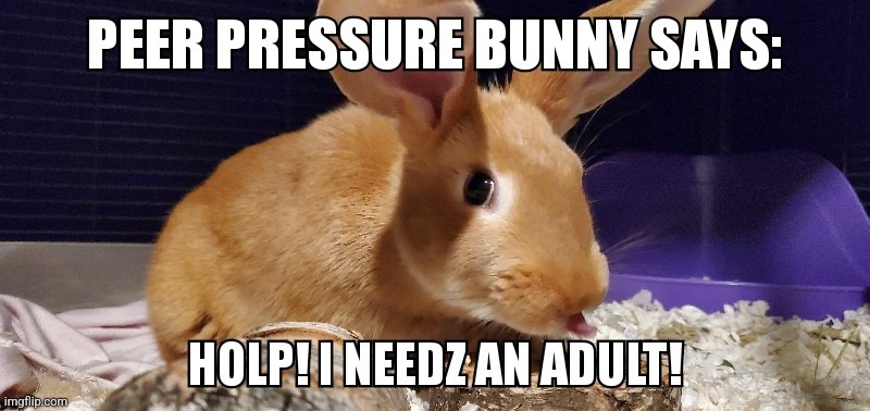 Peer pressure bunny | image tagged in bunny,cute,animals,funny | made w/ Imgflip meme maker