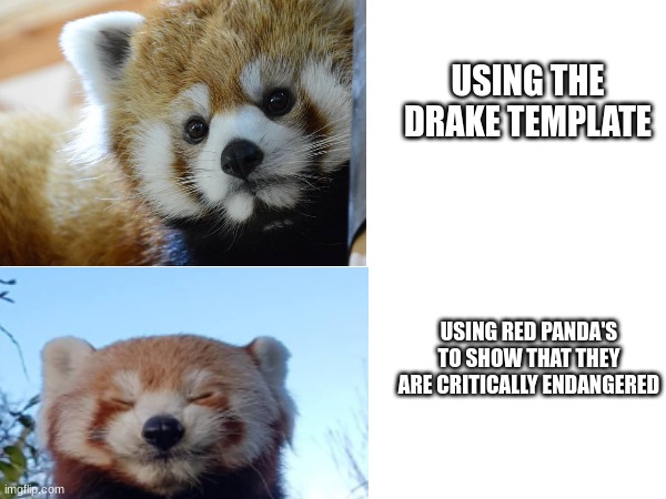 Help make everyone aware! | USING THE DRAKE TEMPLATE; USING RED PANDA'S TO SHOW THAT THEY ARE CRITICALLY ENDANGERED | image tagged in drake hotline bling | made w/ Imgflip meme maker