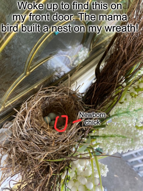 Wow! | Woke up to find this on my front door. The mama bird built a nest on my wreath! Newborn chick | image tagged in wholesome | made w/ Imgflip meme maker