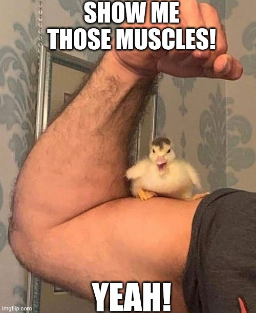 ANGRY LITTLE DUCK | SHOW ME THOSE MUSCLES! YEAH! | image tagged in ducks,duckling | made w/ Imgflip meme maker