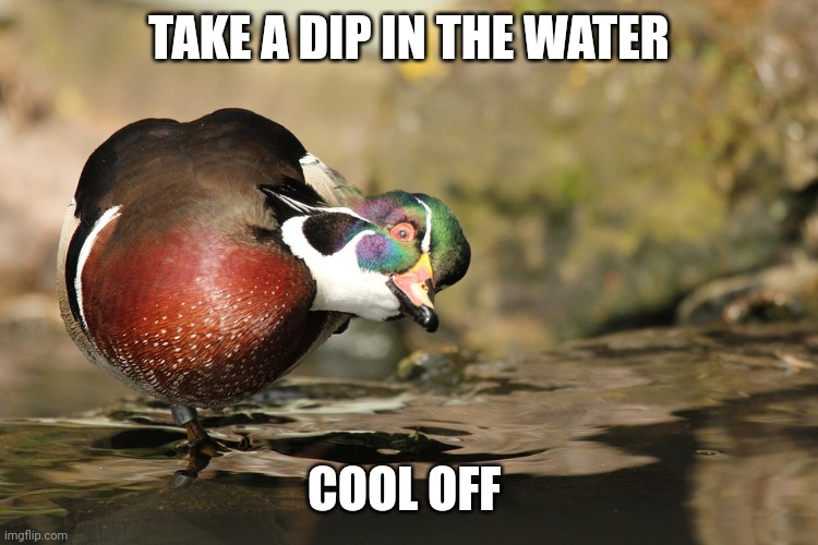 SOUNDS NICE | TAKE A DIP IN THE WATER; COOL OFF | image tagged in ducks,duck | made w/ Imgflip meme maker
