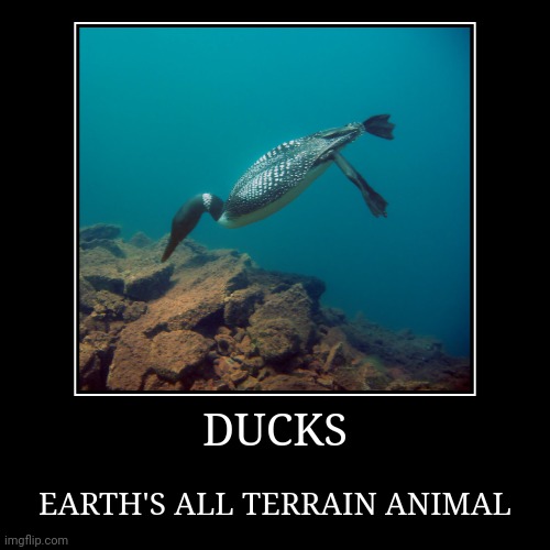 DUCKS CAN GO ANYWHERE! | DUCKS | EARTH'S ALL TERRAIN ANIMAL | image tagged in funny,demotivationals,ducks,duck | made w/ Imgflip demotivational maker