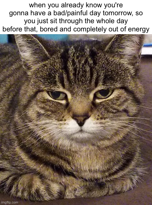 true story | when you already know you're gonna have a bad/painful day tomorrow, so you just sit through the whole day before that, bored and completely out of energy | image tagged in unimpressed,cats,pain,stress,bad day,bruh | made w/ Imgflip meme maker