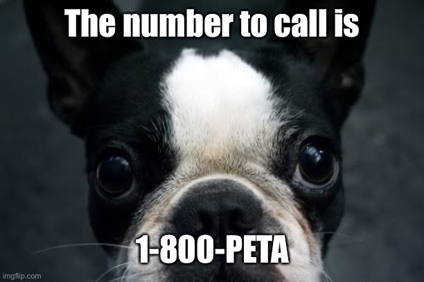 Boston Terrier | The number to call is 1-800-PETA | image tagged in boston terrier | made w/ Imgflip meme maker