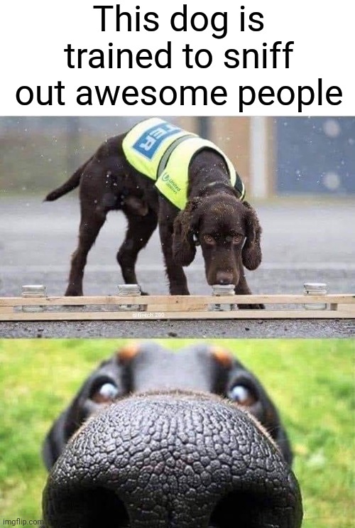 This dog is trained to sniff out X | This dog is trained to sniff out awesome people | image tagged in this dog is trained to sniff out x | made w/ Imgflip meme maker
