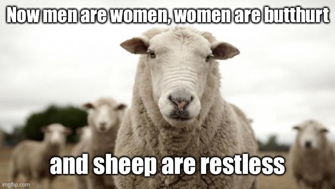 Sheep | Now men are women, women are butthurt and sheep are restless | image tagged in sheep | made w/ Imgflip meme maker