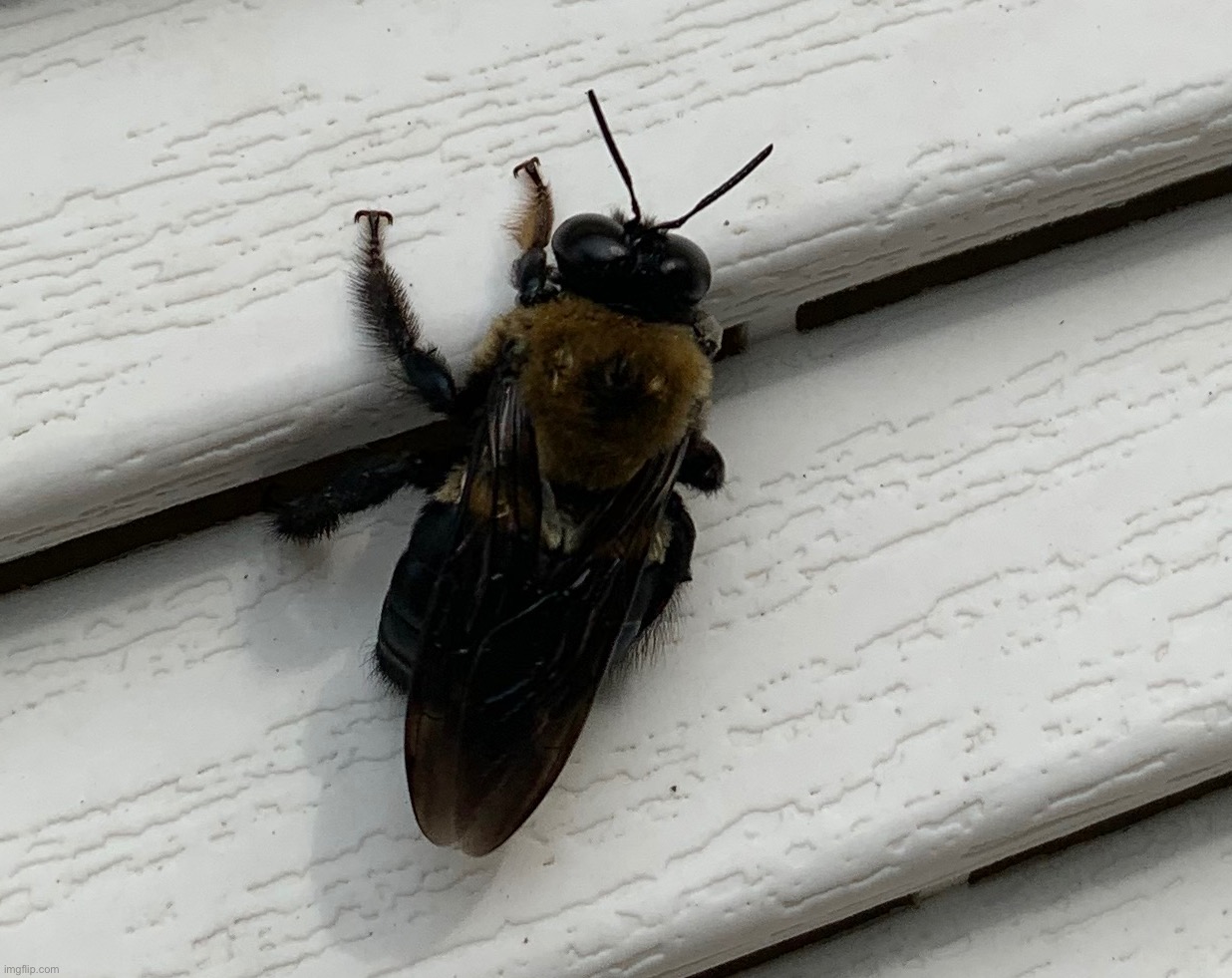 Male Carpenter Bee Imgflip   7t40az 