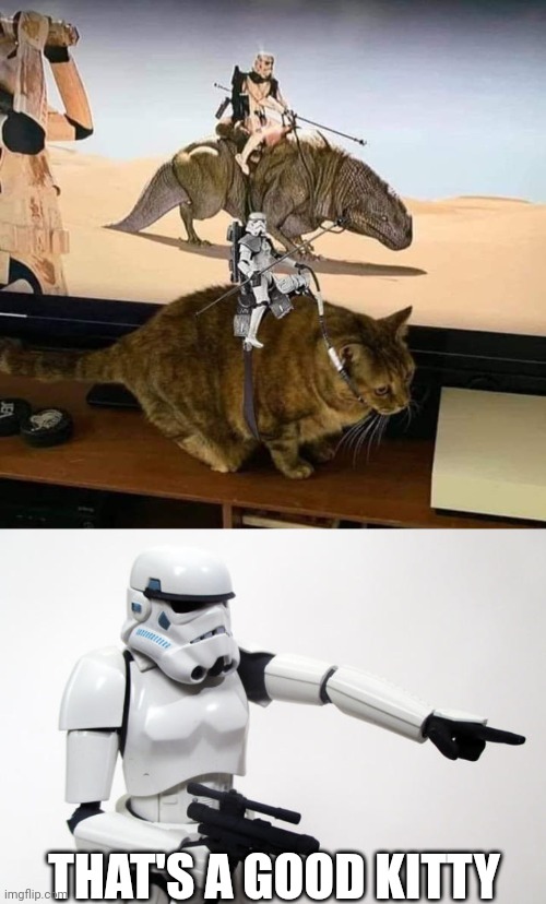 THEY SHOULD'VE JUST USED CATS | THAT'S A GOOD KITTY | image tagged in cats,star wars,stormtrooper | made w/ Imgflip meme maker