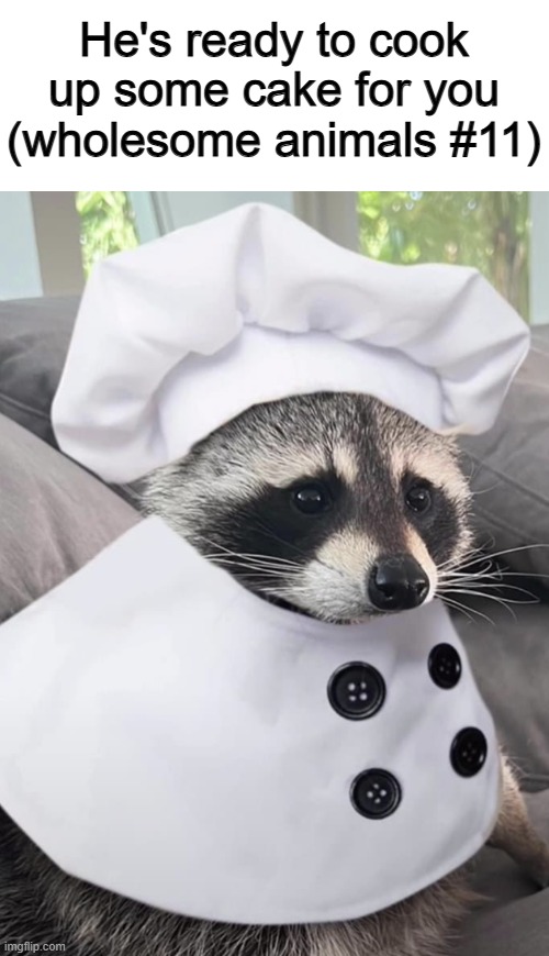 He's the best (and cutest) chef in town ;) | He's ready to cook up some cake for you (wholesome animals #11) | made w/ Imgflip meme maker