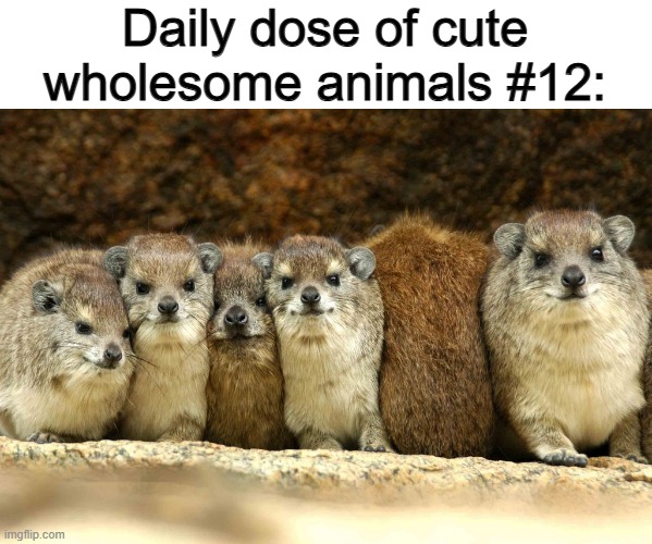 Feast your eyes on these hydraxs huddling ^-^ | Daily dose of cute wholesome animals #12: | made w/ Imgflip meme maker