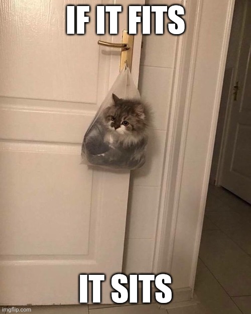 CAT LOGIC | IF IT FITS; IT SITS | image tagged in cats,funny cats | made w/ Imgflip meme maker