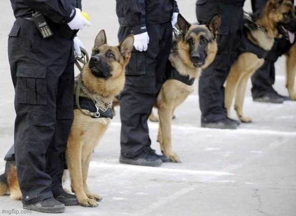 police dogs | image tagged in police dogs | made w/ Imgflip meme maker