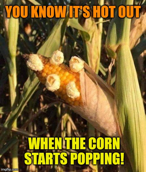 It is this hot out | YOU KNOW IT'S HOT OUT; WHEN THE CORN STARTS POPPING! | image tagged in hot,summer,weather,hot weather,heatwave,popcorn | made w/ Imgflip meme maker