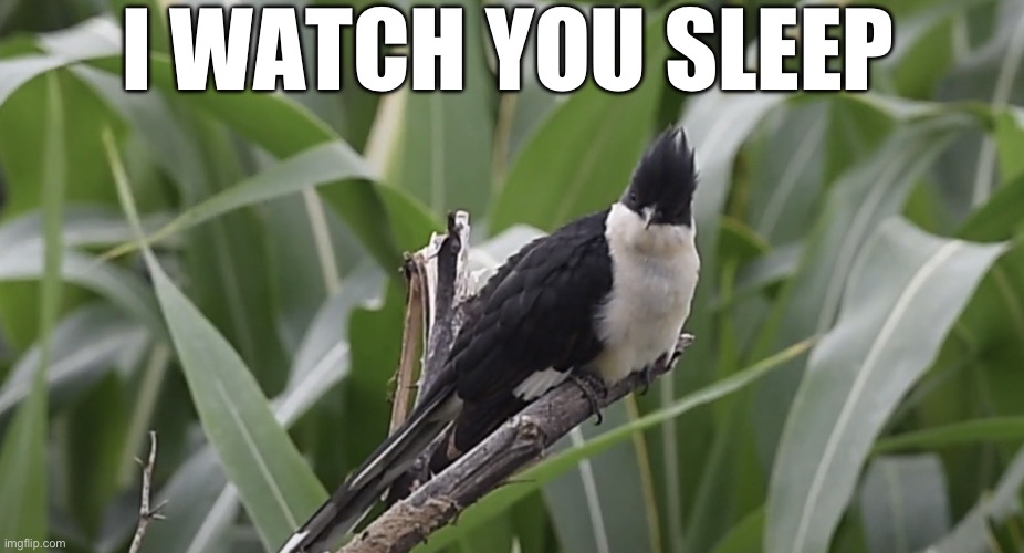 >:) | I WATCH YOU SLEEP | image tagged in staring cuckoo,sleeping,sleep,cuckoo,edgy,dark humor | made w/ Imgflip meme maker