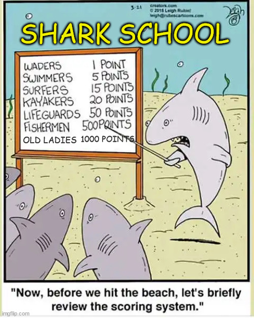 Shark School | SHARK SCHOOL; 1000 POINTS; OLD LADIES | image tagged in shark,school | made w/ Imgflip meme maker