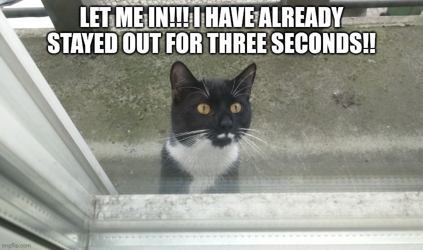 Cat wants to enter | LET ME IN!!! I HAVE ALREADY STAYED OUT FOR THREE SECONDS!! | image tagged in cat wants to enter | made w/ Imgflip meme maker