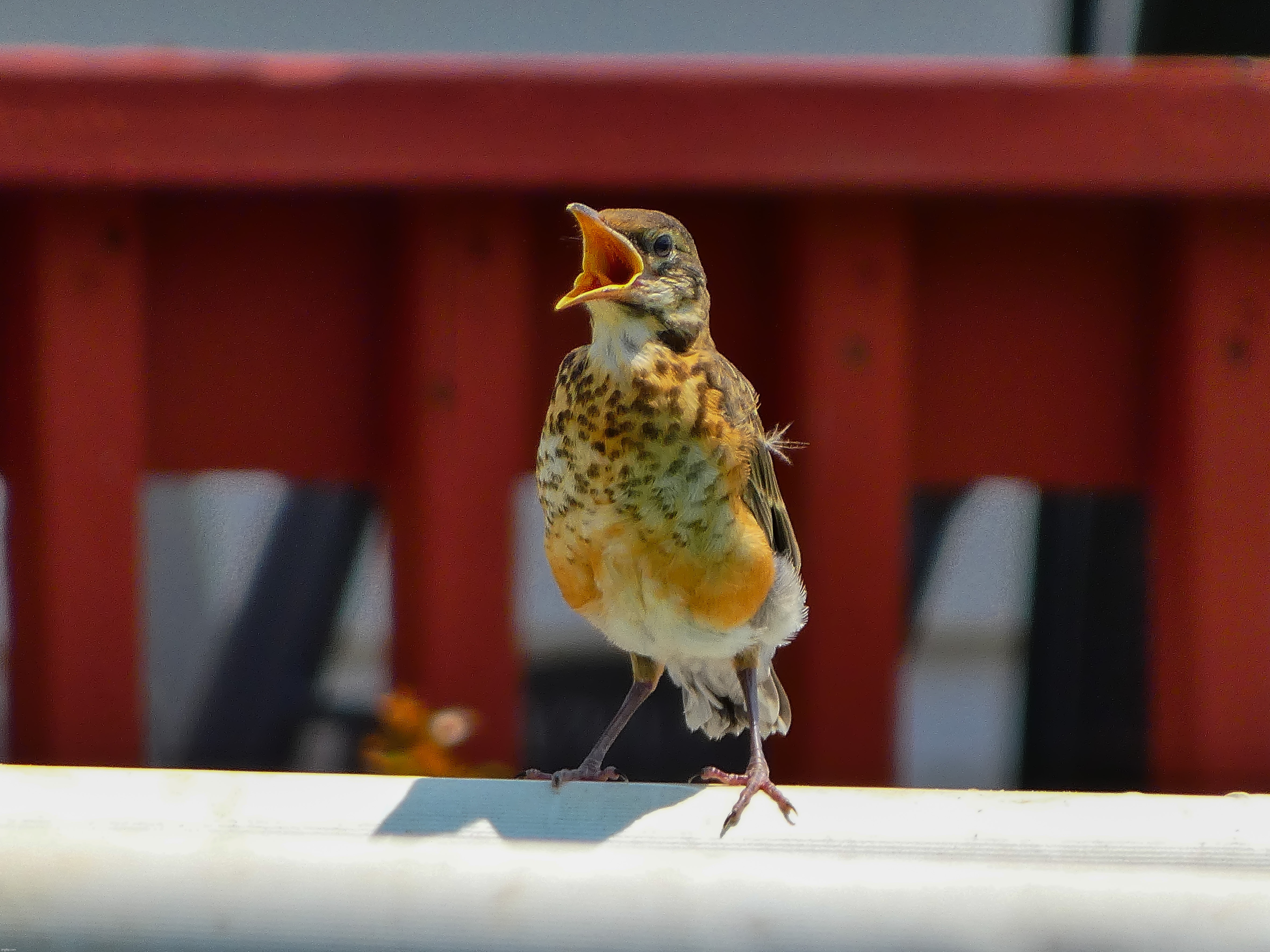 Juvenile Robin | image tagged in share your own photos | made w/ Imgflip meme maker