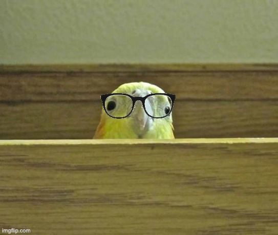 The Birb | image tagged in the birb | made w/ Imgflip meme maker