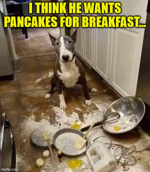 It was a subtle hint... | I THINK HE WANTS PANCAKES FOR BREAKFAST... | image tagged in dog,pancakes | made w/ Imgflip meme maker