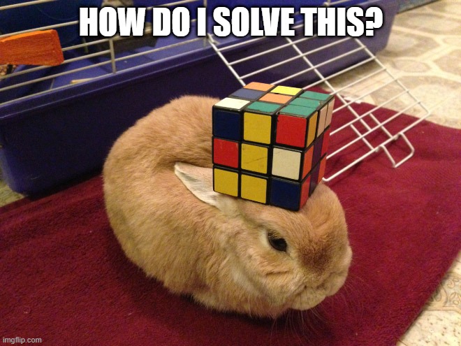 Rubik's Rabbit | HOW DO I SOLVE THIS? | image tagged in bunnies | made w/ Imgflip meme maker