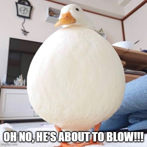 Ducksplosion | OH NO, HE'S ABOUT TO BLOW!!! | image tagged in funny duck | made w/ Imgflip meme maker