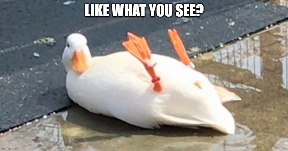 Duck Flash | LIKE WHAT YOU SEE? | image tagged in funny duck | made w/ Imgflip meme maker