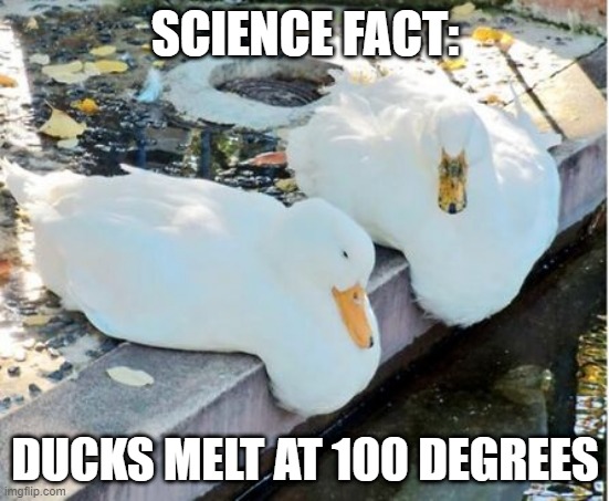 Melting Ducks | SCIENCE FACT:; DUCKS MELT AT 100 DEGREES | image tagged in funny ducks | made w/ Imgflip meme maker