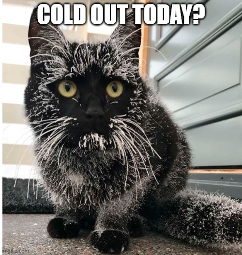 Is His Name Frosty? | COLD OUT TODAY? | image tagged in funny cat | made w/ Imgflip meme maker