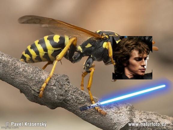 Wasp | image tagged in wasp | made w/ Imgflip meme maker