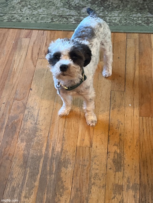 My dog | made w/ Imgflip meme maker