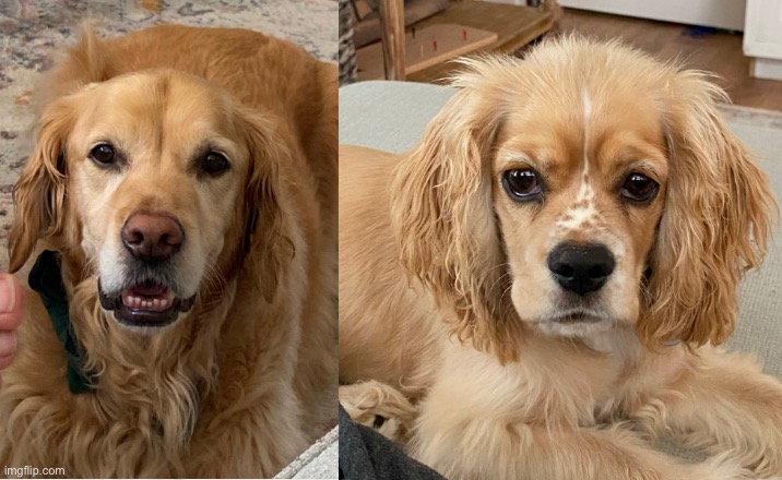 these are my dogs :) | made w/ Imgflip meme maker