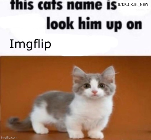 I was bored | S.T.R.I.K.E._NEW; Imgflip | image tagged in this cats name is x look him up on google | made w/ Imgflip meme maker
